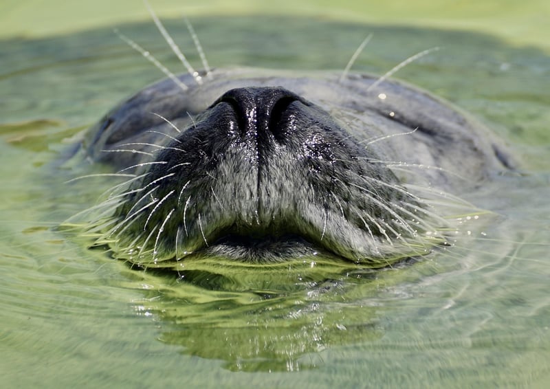 Water sanctuaries