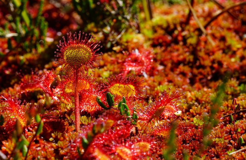 Whimsical herbs