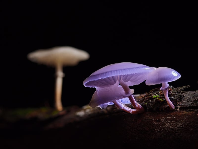 Fantasy Craft Mushrooms Forest